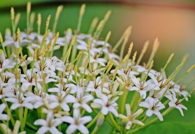 Close-up of white flowering plants