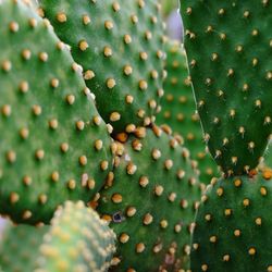 Full frame shot of succulent plant