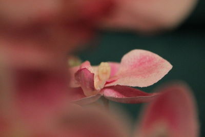 Close-up of pink flower blooming outdoors