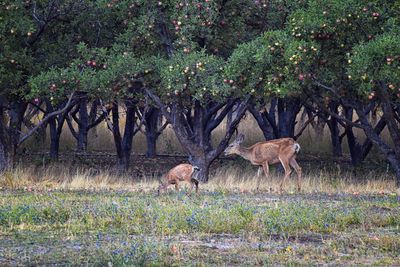 Deer in a field