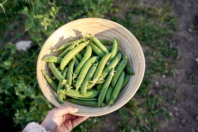 Woman's hand holding bowl of freshly picked organic peas