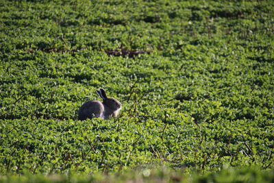 Ducks on a field