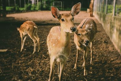 Deer standing in field