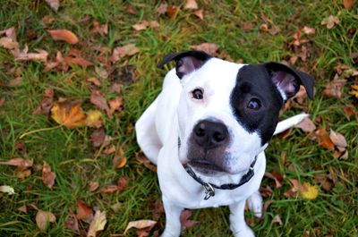 High angle portrait of dog on grass