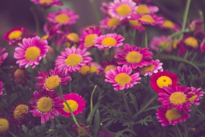 Close-up of pink flowering plants