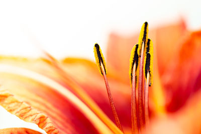 Close-up of orange flowering plant