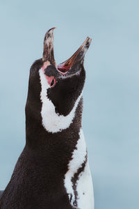 Magellanic penguin in patagonia.