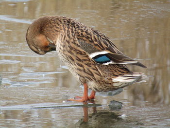 Close-up of bird perching on lake