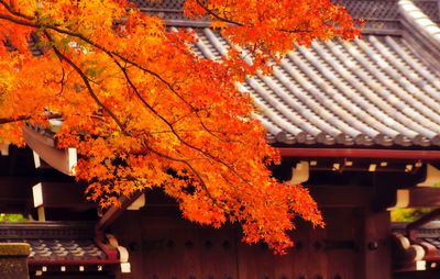 Tree by building during autumn