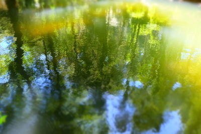 Reflection of trees in water