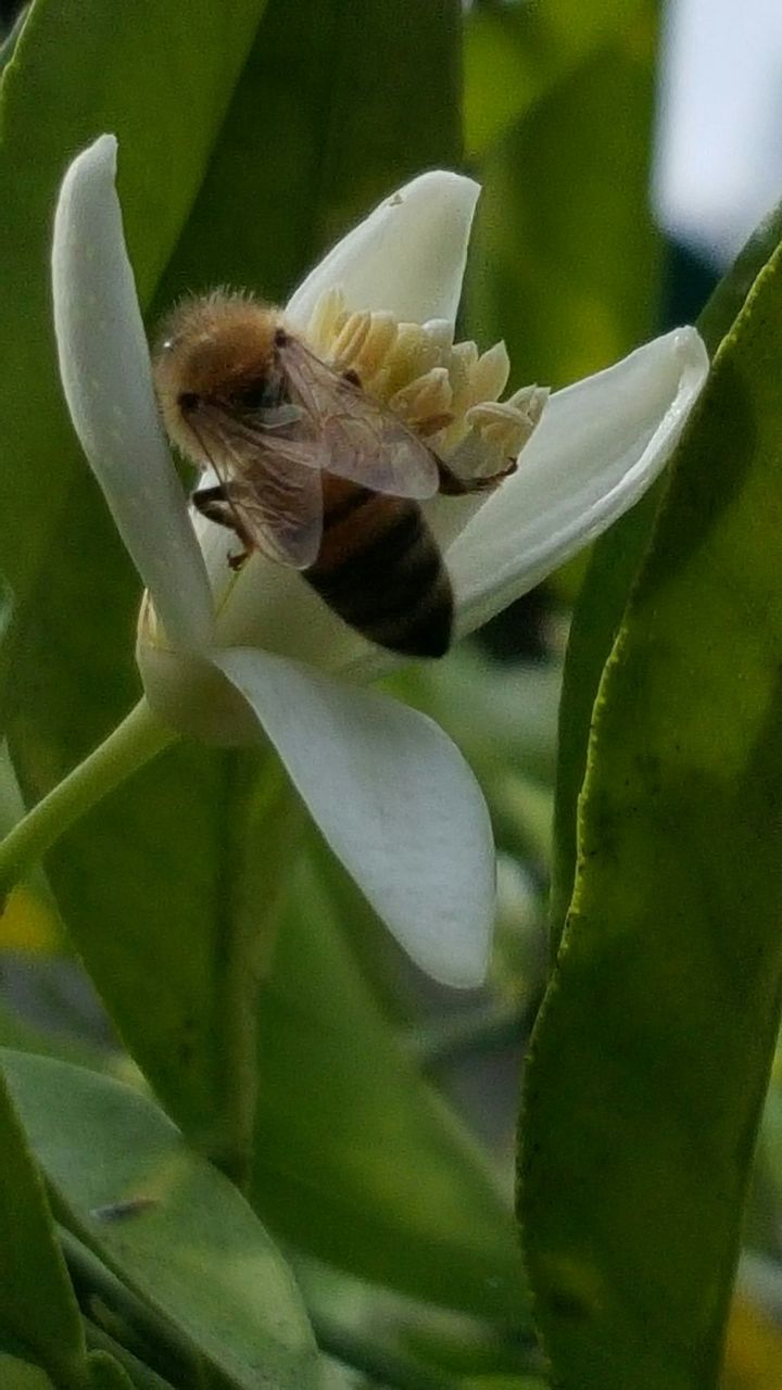 animal themes, animals in the wild, flower, one animal, wildlife, insect, close-up, growth, fragility, nature, plant, petal, white color, beauty in nature, freshness, focus on foreground, leaf, flower head, selective focus, bee