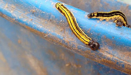 High angle view of caterpillar on metal pole