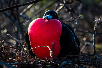 Close-up of bird