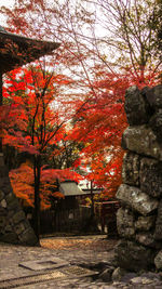 Trees growing by building during autumn