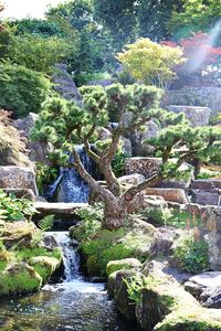 Plants growing by river in forest