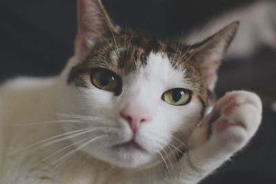 Close-up portrait of cat