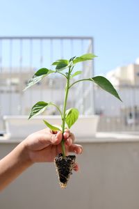 Close-up of hand holding plant