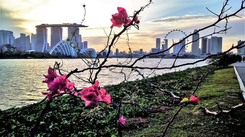 Close-up of poppy flowers in city at sunset