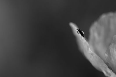 Close-up of insect on flower