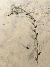 Tree on sand