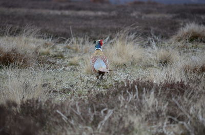 Side view of a bird on field