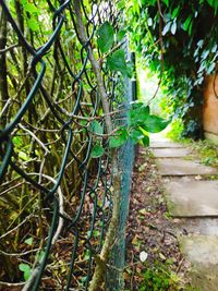 Ivy growing on fence by tree