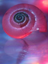 Close-up of snail on sea