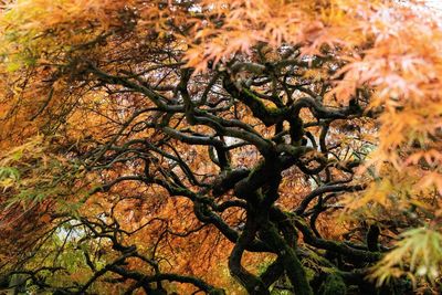 Close-up of tree during autumn