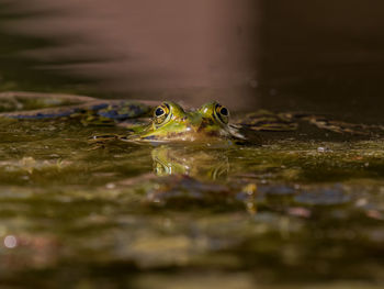 Close-up of turtle in lake