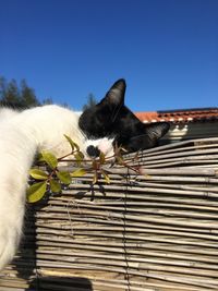 Low angle view of cat against blue sky