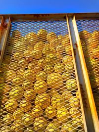 Close-up of yellow leaves