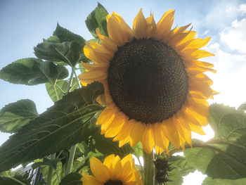 Low angle view of sunflower