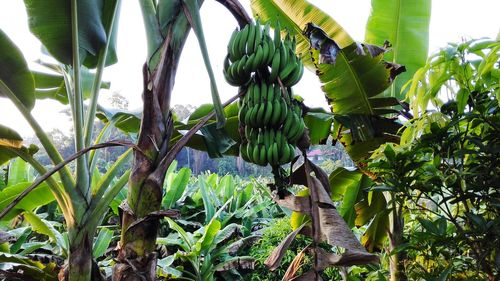 Low angle view of banana tree