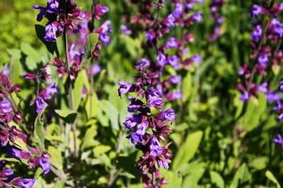 Close-up of insect on purple flowering plants