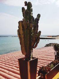 Close-up of succulent plant in sea
