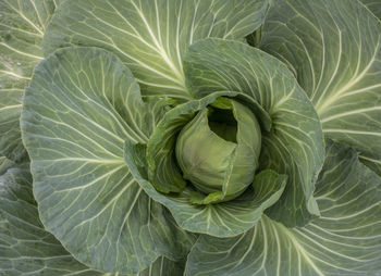 Cabbage vegetables in a village in jordan