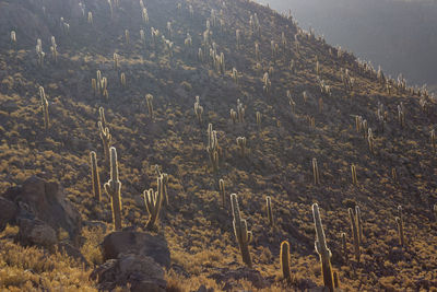 Yellow cactus flowers between the thorns