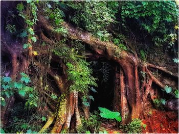 Close-up of tree trunk in forest