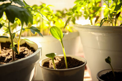 Potted plant