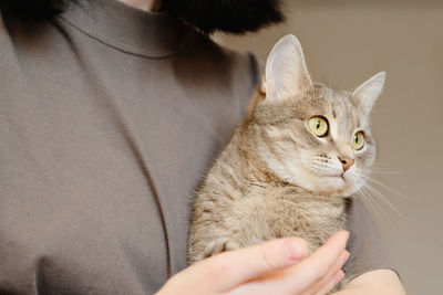 A young woman holds a gray cat with yellow eyes in her arms. the cat and her mistress at home.