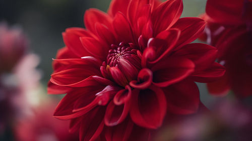 Close-up of pink flower