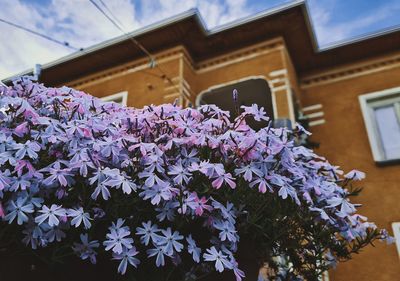 Low angle view of purple flowering plants