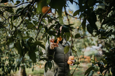 Man harvesting oranges on trees