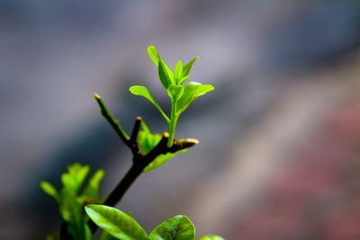 Close-up of plant growing outdoors