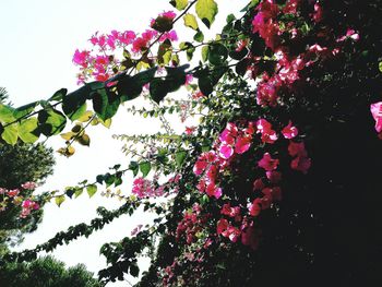 Low angle view of pink flowering tree against sky