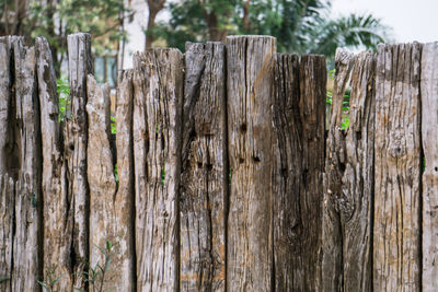 Close-up of wooden fence in forest