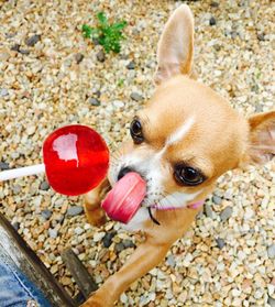 High angle view of chihuahua looking at red lollipop