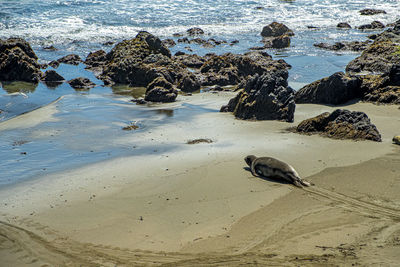 High angle view of crab on beach