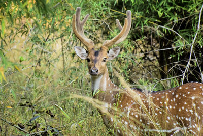 Deer in a forest