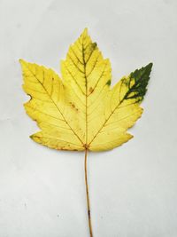 Close-up of yellow maple leaf on white background